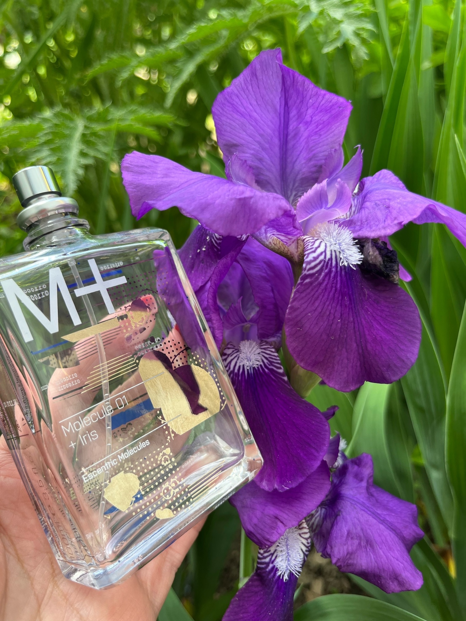 MOLECULA 01+iris